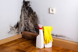 Mold Remediation for Rental Properties in Toro Canyon, CA